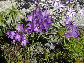 Edraianthus graminifolius